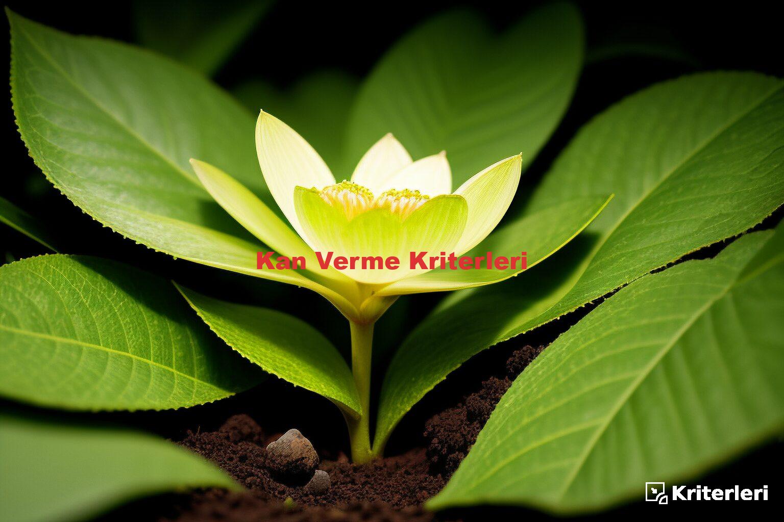 Kan Verme Kriterleri