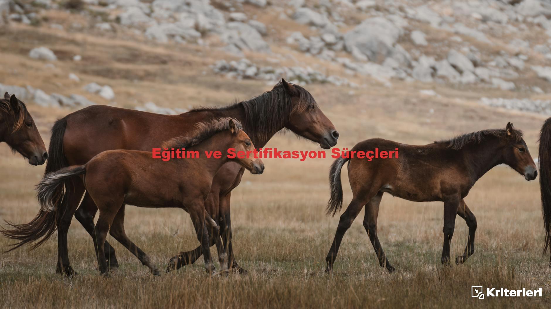 Eğitim ve Sertifikasyon Süreçleri