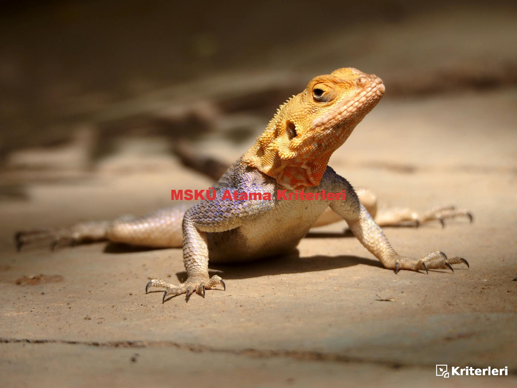 MSKÜ Atama Kriterleri