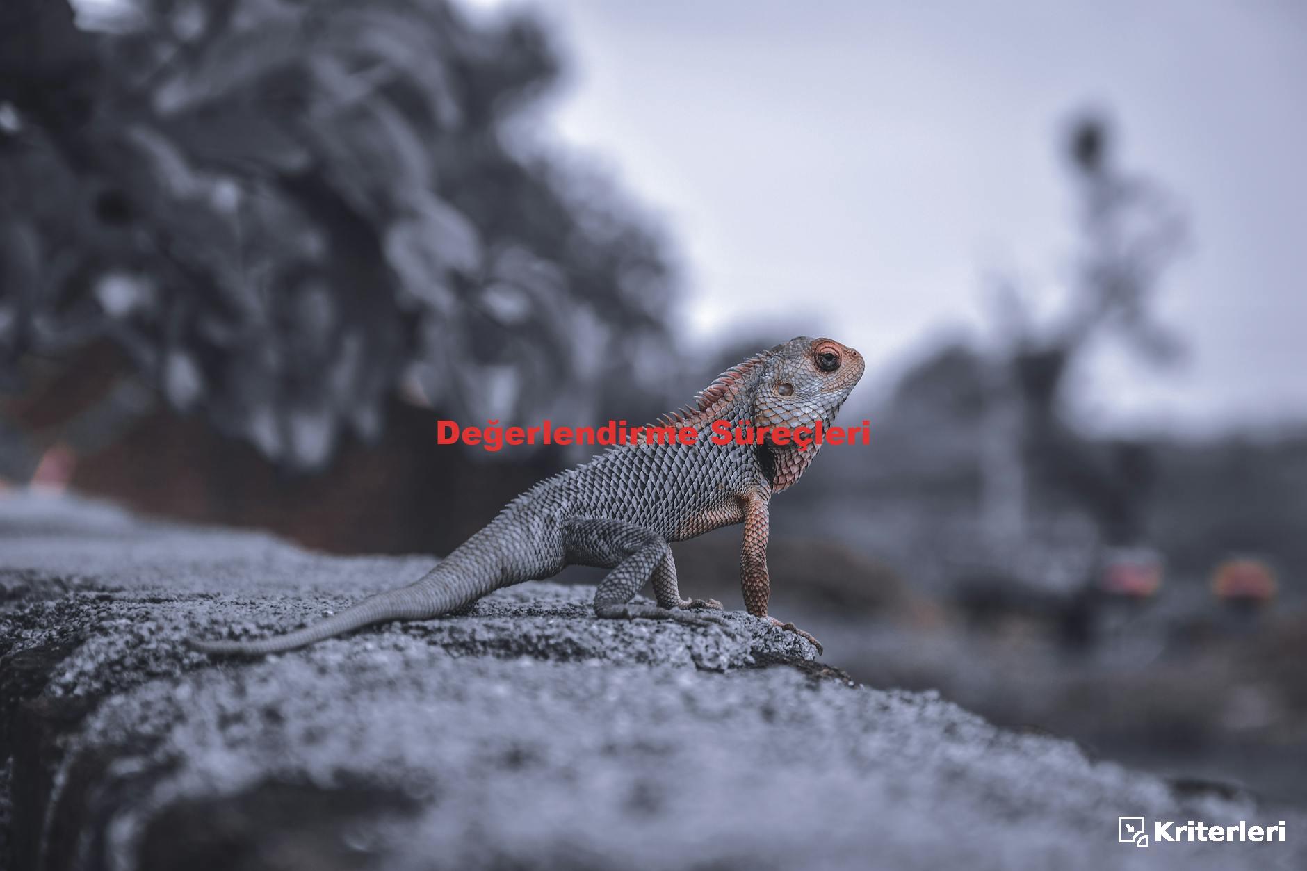 Değerlendirme Süreçleri