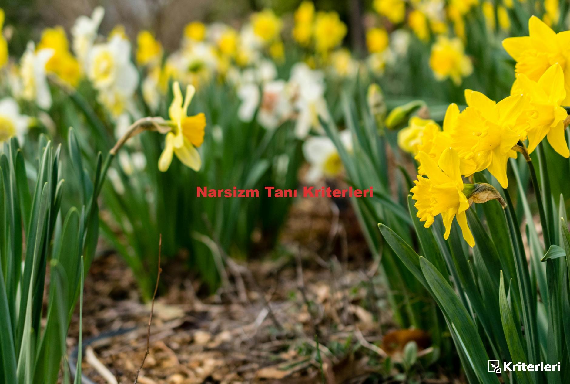 Narsizm Tanı Kriterleri