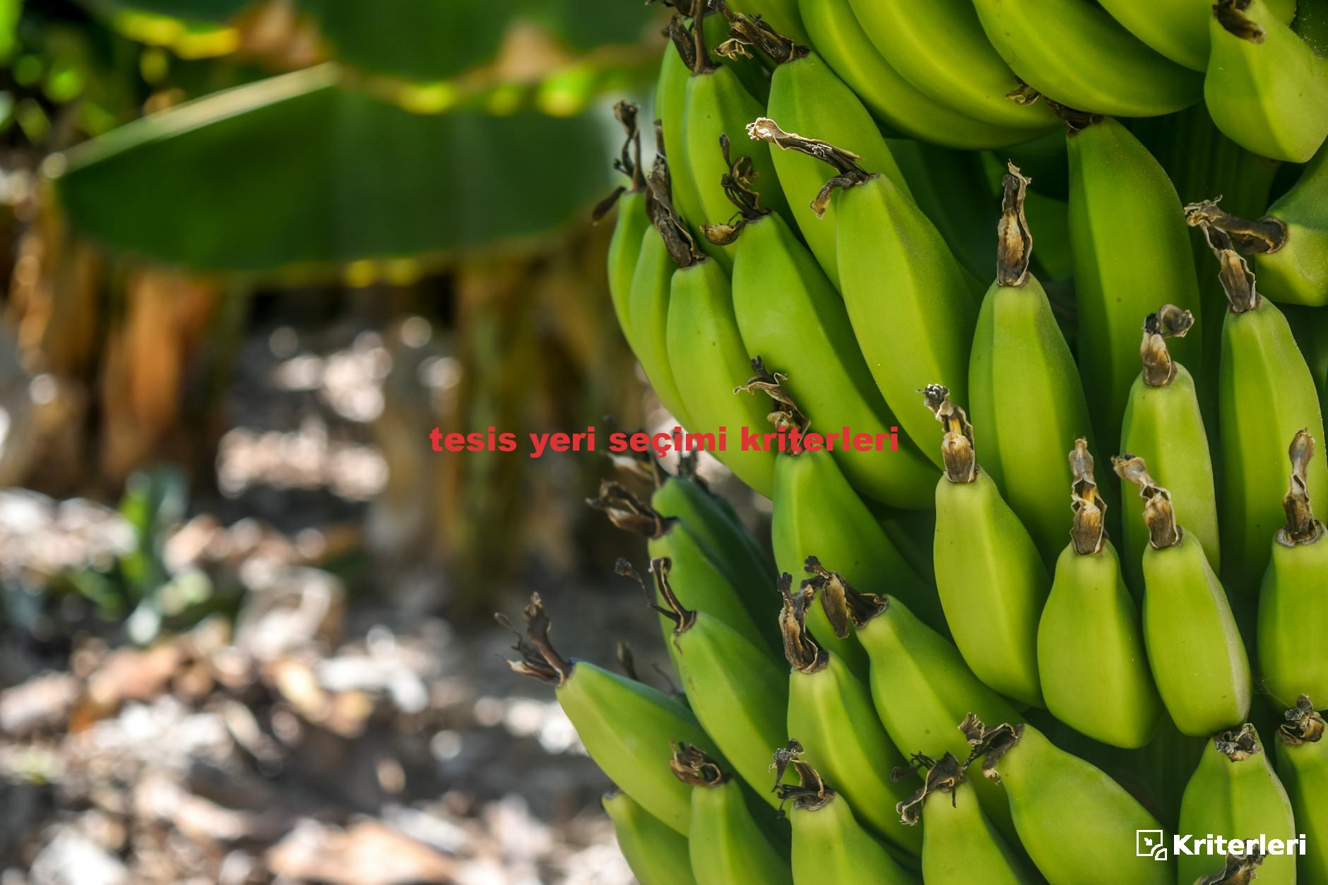 tesis yeri seçimi kriterleri